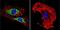 Vimentin antibody, GTX80814, GeneTex, Immunofluorescence image 
