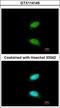 CAMP Responsive Element Modulator antibody, GTX114146, GeneTex, Immunofluorescence image 