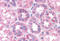 Kinesin Family Member 5B antibody, MBS246591, MyBioSource, Immunohistochemistry frozen image 