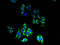Purinergic Receptor P2Y13 antibody, A67166-100, Epigentek, Immunofluorescence image 