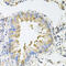 Natural cytotoxicity triggering receptor 3 antibody, abx005398, Abbexa, Western Blot image 