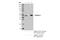 Flotillin 1 antibody, 18634S, Cell Signaling Technology, Immunoprecipitation image 