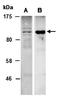 Mitogen-Activated Protein Kinase Kinase Kinase 9 antibody, orb67265, Biorbyt, Western Blot image 