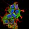 C-Type Lectin Domain Containing 7A antibody, orb374288, Biorbyt, Immunofluorescence image 