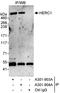 HECT And RLD Domain Containing E3 Ubiquitin Protein Ligase Family Member 1 antibody, A301-903A, Bethyl Labs, Immunoprecipitation image 