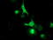 Leucine carboxyl methyltransferase 1 antibody, M08421, Boster Biological Technology, Immunofluorescence image 