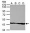 Actin, alpha skeletal muscle antibody, TA308837, Origene, Western Blot image 