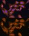 60S ribosomal protein L27 antibody, GTX66153, GeneTex, Immunocytochemistry image 