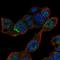 MAM And LDL Receptor Class A Domain Containing 1 antibody, HPA038106, Atlas Antibodies, Immunofluorescence image 