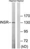 INSR antibody, TA313220, Origene, Western Blot image 