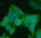 Cyclin-dependent kinase 1 antibody, FNab01552, FineTest, Immunofluorescence image 
