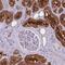 Serine Protease 53 antibody, HPA034955, Atlas Antibodies, Immunohistochemistry paraffin image 