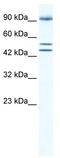 Bromodomain Containing 2 antibody, TA335721, Origene, Western Blot image 
