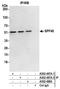 RNA Binding Motif Protein 17 antibody, A302-497A, Bethyl Labs, Immunoprecipitation image 