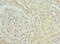 Protein archease antibody, A66150-100, Epigentek, Immunohistochemistry paraffin image 