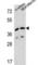 L-2-Hydroxyglutarate Dehydrogenase antibody, abx025654, Abbexa, Western Blot image 