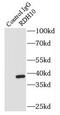 Retinol Dehydrogenase 10 antibody, FNab07216, FineTest, Immunoprecipitation image 