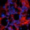 Collagen Type I Alpha 1 Chain antibody, NBP1-30054, Novus Biologicals, Immunohistochemistry frozen image 