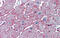 DC-STAMP Domain Containing 1 antibody, 29-867, ProSci, Immunohistochemistry frozen image 