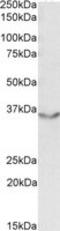 Junctional Adhesion Molecule 2 antibody, MBS421904, MyBioSource, Western Blot image 
