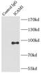 Intercellular Adhesion Molecule 1 antibody, FNab04100, FineTest, Immunoprecipitation image 