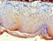 Cytoplasmic protein NCK2 antibody, A56058-100, Epigentek, Immunohistochemistry paraffin image 