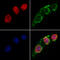 RUNX Family Transcription Factor 2 antibody, GTX00792, GeneTex, Immunocytochemistry image 
