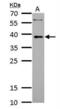 LIM Domain Binding 3 antibody, NBP2-19343, Novus Biologicals, Western Blot image 