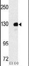 hUpf1 antibody, PA5-11731, Invitrogen Antibodies, Western Blot image 