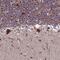 Mitochondrial Ribosomal Protein S18B antibody, HPA043485, Atlas Antibodies, Immunohistochemistry frozen image 