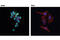BAF Chromatin Remodeling Complex Subunit BCL11B antibody, 12120T, Cell Signaling Technology, Immunocytochemistry image 