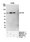 FUS RNA Binding Protein antibody, NBP2-76415, Novus Biologicals, Immunoprecipitation image 