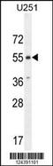 Atypical Chemokine Receptor 3 antibody, 55-211, ProSci, Western Blot image 