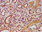 FAST Kinase Domains 5 antibody, LS-C672919, Lifespan Biosciences, Immunohistochemistry paraffin image 