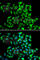 Cytoplasmic Linker Associated Protein 1 antibody, A7081, ABclonal Technology, Immunofluorescence image 