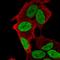 Paired Like Homeobox 2A antibody, HPA065621, Atlas Antibodies, Immunofluorescence image 