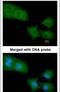 Rho GTPase Activating Protein 4 antibody, PA5-21485, Invitrogen Antibodies, Immunofluorescence image 