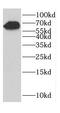 Coiled-coil domain-containing protein 120 antibody, FNab01347, FineTest, Western Blot image 