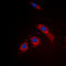 Ribosomal Protein L3 Like antibody, LS-C354472, Lifespan Biosciences, Immunofluorescence image 