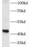 Kruppel Like Factor 6 antibody, FNab04604, FineTest, Western Blot image 