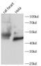 GATA Binding Protein 4 antibody, FNab10433, FineTest, Western Blot image 