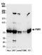 Fragile X mental retardation protein 1 homolog antibody, A305-199A, Bethyl Labs, Western Blot image 