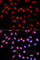 Protein Phosphatase 1 Catalytic Subunit Alpha antibody, A2184, ABclonal Technology, Immunofluorescence image 