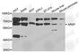 Arylsulfatase F antibody, A8102, ABclonal Technology, Western Blot image 