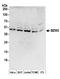 Basic Leucine Zipper And W2 Domains 2 antibody, A304-608A, Bethyl Labs, Western Blot image 