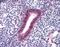 Forkhead box protein N1 antibody, orb89977, Biorbyt, Immunohistochemistry paraffin image 