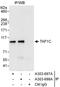 TATA-Box Binding Protein Associated Factor, RNA Polymerase I Subunit C antibody, A303-697A, Bethyl Labs, Immunoprecipitation image 