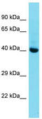 Homeobox protein Mohawk antibody, TA329618, Origene, Western Blot image 