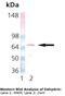 Dehydrin antibody, LS-C104850, Lifespan Biosciences, Western Blot image 
