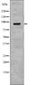 Solute Carrier Family 9 Member A3 antibody, PA5-64839, Invitrogen Antibodies, Western Blot image 